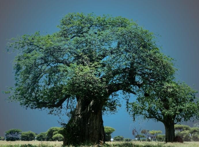 Drzewo baobab czyli o zdrowiu i chorobach przewlekłych.